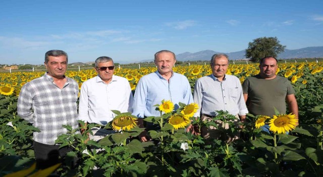 Didim Belediyesinin ektiği ayçiçekleri hasada hazır