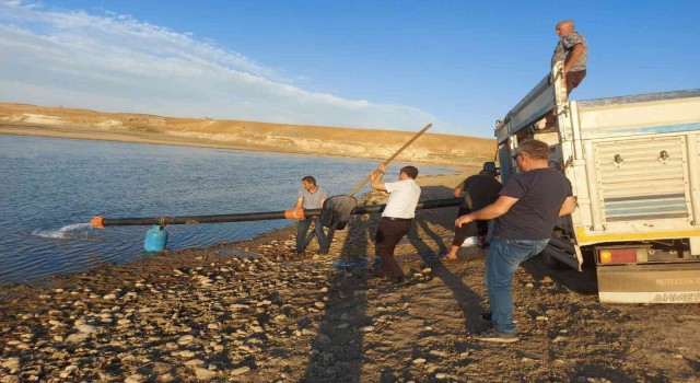 Diyarbakırda 600 bin adet ‘Şabut balığı su kaynağına bırakıldı