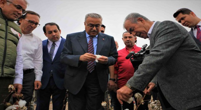 Diyarbakırda ‘beyaz altın hasadı başladı, Vali Su ilk hasadı yaptı