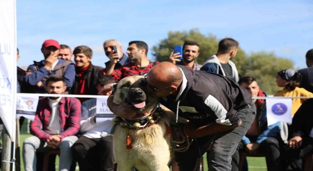 Doğu Karadenizin ilk Türk Çoban, Av ve Bekçi Köpekleri Irk Standartları Yarışması Gümüşhanede düzenlendi