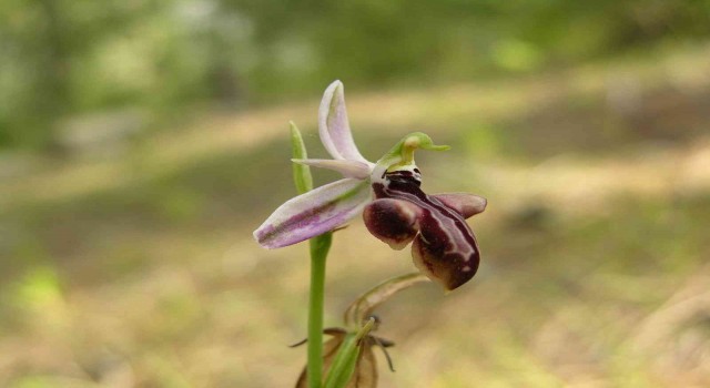 Dünyada sadece Manavgatta olan Antalya orkidesi 10 yıl sonra yeniden bulundu