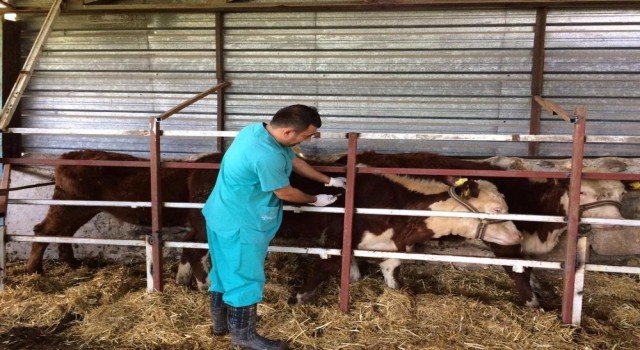 Düzcede büyükbaş ve küçükbaş hayvanlar aşılandı