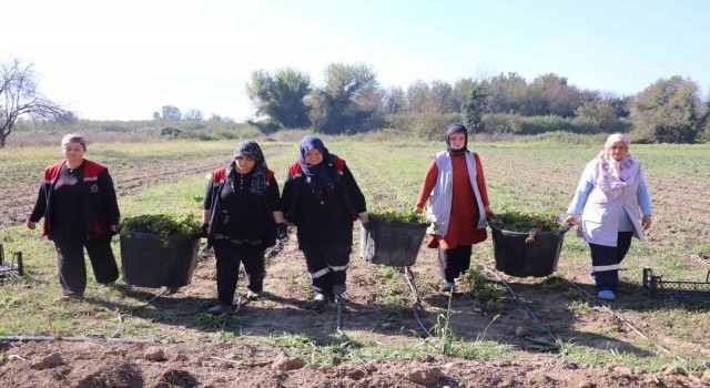 Düzcede Melisa hasadı başladı
