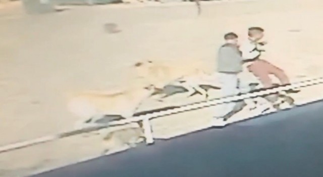 Edirnede sahipsiz köpeklerin çocuğa saldırma anı kamerada