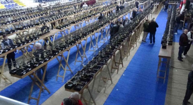 Edremitteki bu yarışmaya 2 bin Yorkshire ırkı kanarya katıldı