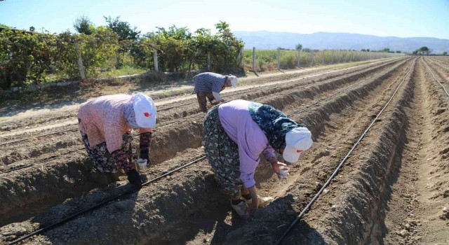 Efelerin şevketi bostanları ikinci kez toprakla buluştu