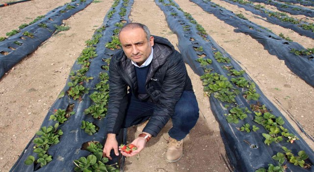 Ekim ayında bozkır ortasında çilek hasadı