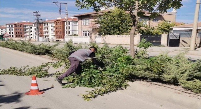 Elazığ Belediyesinden ağaç budama çalışması