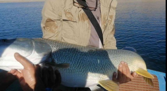 Elazığda balıkçı, yarım saatlik mücadelenin ardından dev turnayı olta ile tuttu