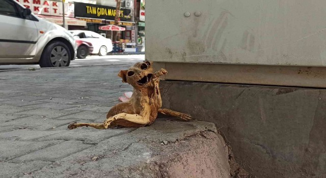 Elektrik panosunda bulunan kedinin iskeleti görenleri şaşırttı