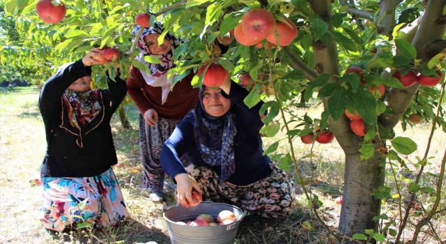 Elma hasadına başlanan Amasyada bahçeler rengarenk