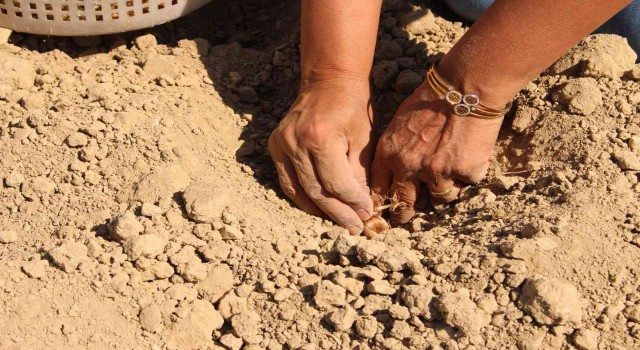 Elmalıda kadınlar, altın bitki safranı toprakla buluşturdu