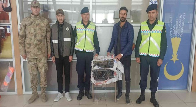 Ercişte kafes avcılığı