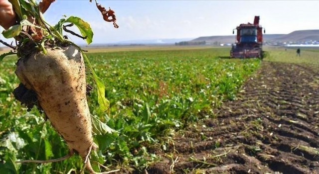 Erzincanda şeker pancarı hasatı başladı
