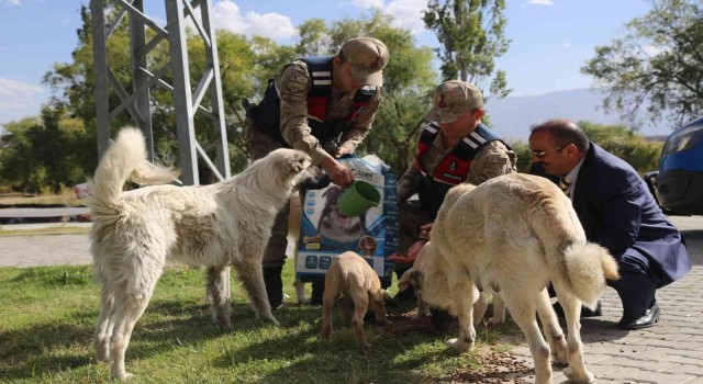 Erzincanda sokak hayvanlarına yönelik yemleme çalışması yapıldı