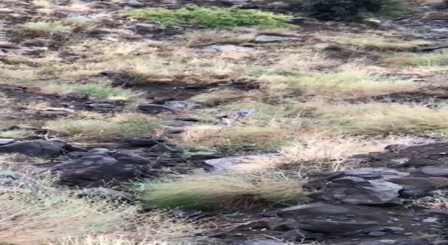 Erzurumda vaşak görüldü