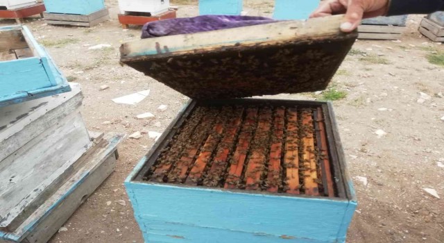 Eskişehirde kovanlar 20şer kilo bal verdi