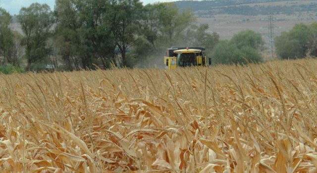 Eskişehirde mısır verimi yüz güldürdü