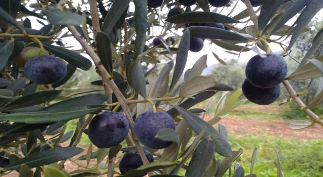 Eskişehirde zeytin hasadı başladı