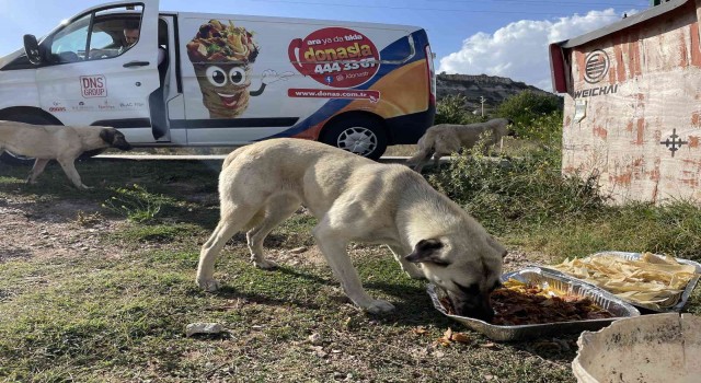 Eskişehirli firmadan sokak hayvanlarına özel gün yemeği