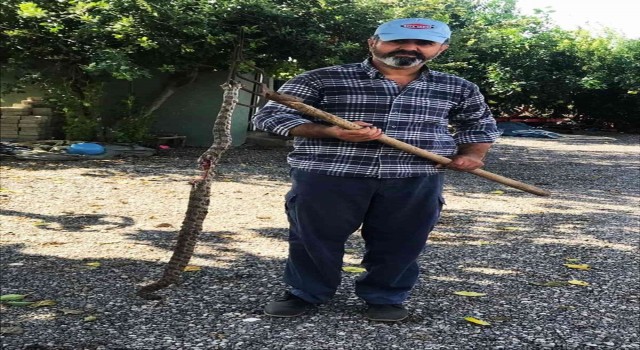 Evine giren yılan öldürüldü