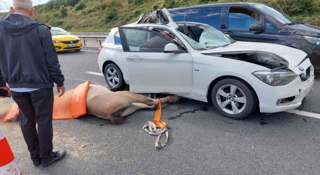 Eyüpsultanda lüks araç yola çıkan ata çarptı: 1 yaralı