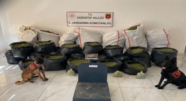 Gaziantepte 235 kilo kubar esrar ele geçirildi