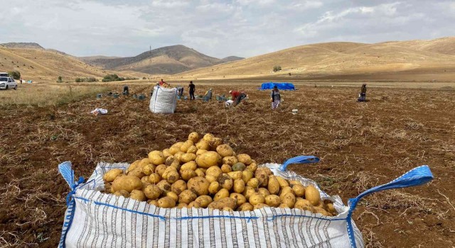 Gümüşhanede patates hasadı devam ediyor