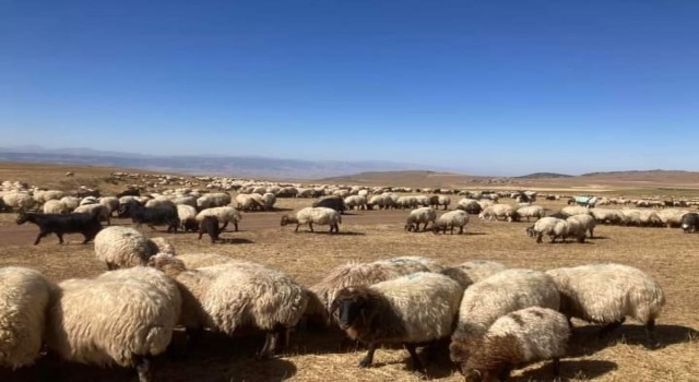 Güroymakta hayvan aşılama çalışması