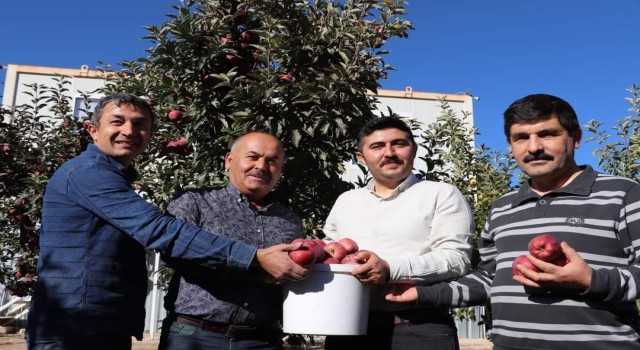 Güründe elma hasadında sona gelinde