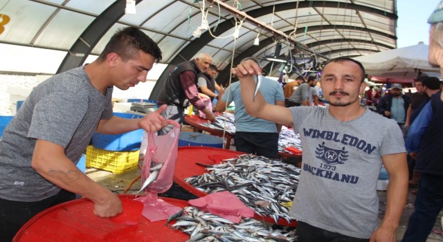 Hamsi, balık tezgahlarını süsledi