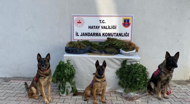Hatayda uyuşturucu operasyonunda 4 kişi gözaltına alındı