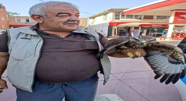 Hatayda yaralı halde bulunan şahin tedavi edildi