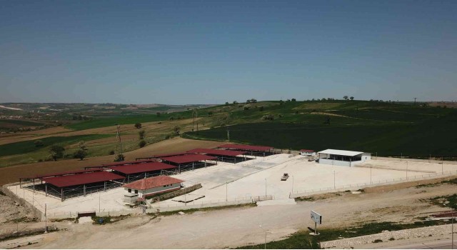 Havzada canlı hayvan pazarı süresiz olarak kapatıldı