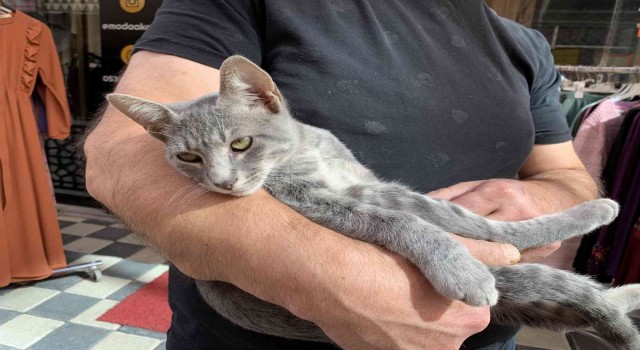 Haylaz kedi elbiseyi kaptı kaçtı, o anlar kameraya yansıdı