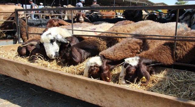 Hayvan yetiştiricilerinin 2 aylık arpa ihtiyacı karşılanacak
