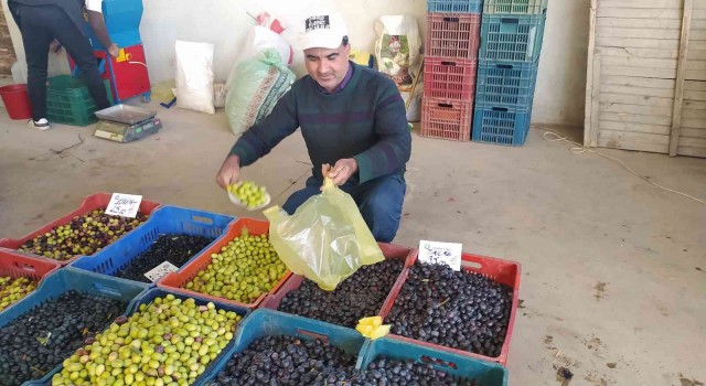 Hisarcık halkı salamura zeytin yapımına yöneldi