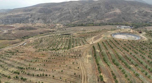 İç Anadolunun en büyük ceviz bahçesinde ilk hasat yapıldı