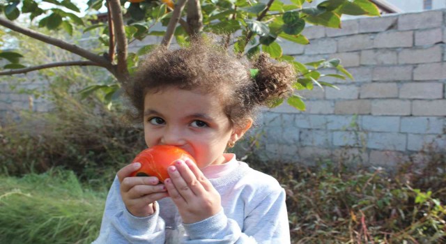 Iğdırda ilk defa cennet hurması yetiştirildi, hasadı yüz güldürdü