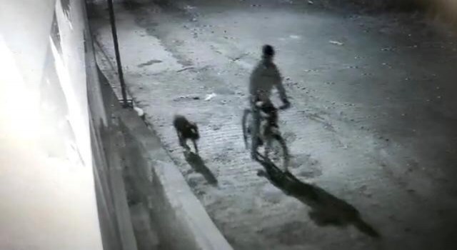 Iğdırda pitbull cinsi köpek ile hırsızlık