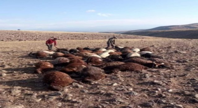 Iğdırda yıldırım isabet eden 56 koyun telef oldu