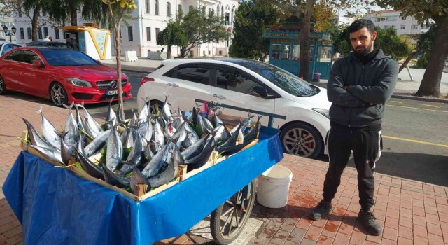 İki kişiyi doyurabilen boyuttaki bir palamut Tekirdağda 50 lira