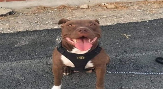 İzmirde kilitli kulübedeki köpeğin yakılarak telef olmasına ilişkin 1 tutuklama