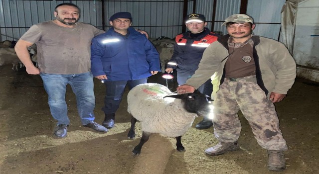 Jandarma kayıp sürüyü dron ile buldu