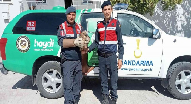 Jandarma tarafından yaralı olarak bulunan şahin tedavi altına alındı