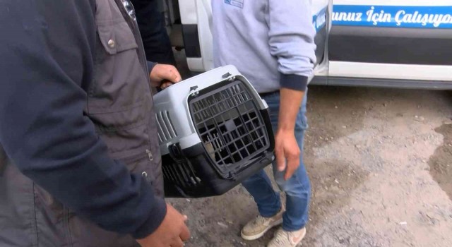 Kadıköyde patlamada mahsur kalan kediyi ekipler kurtardı