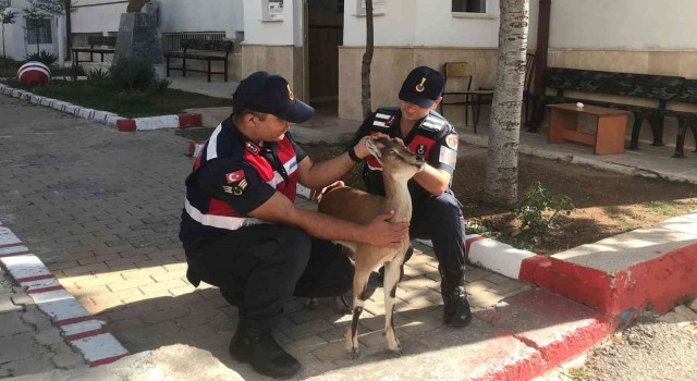 Karamanda hasta yaban keçisi koruma altına alındı