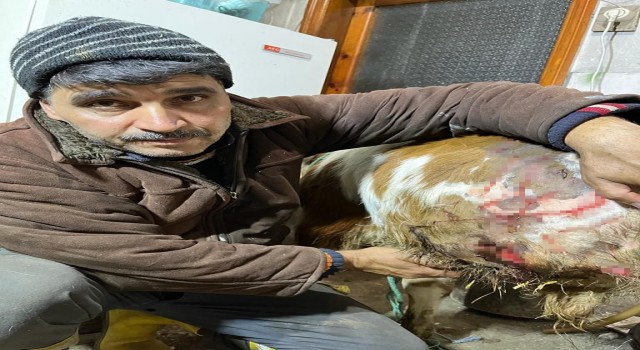 Kastamonuda ayı buzağıya saldırdı