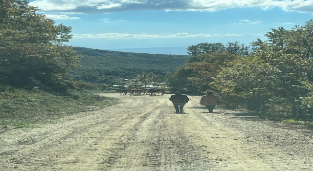 Kaybettiği hayvanları jandarma buldu