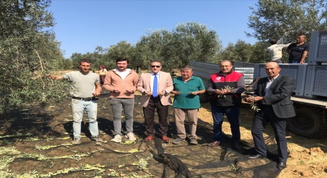 Kaymakam zeytin hasadı yaptı